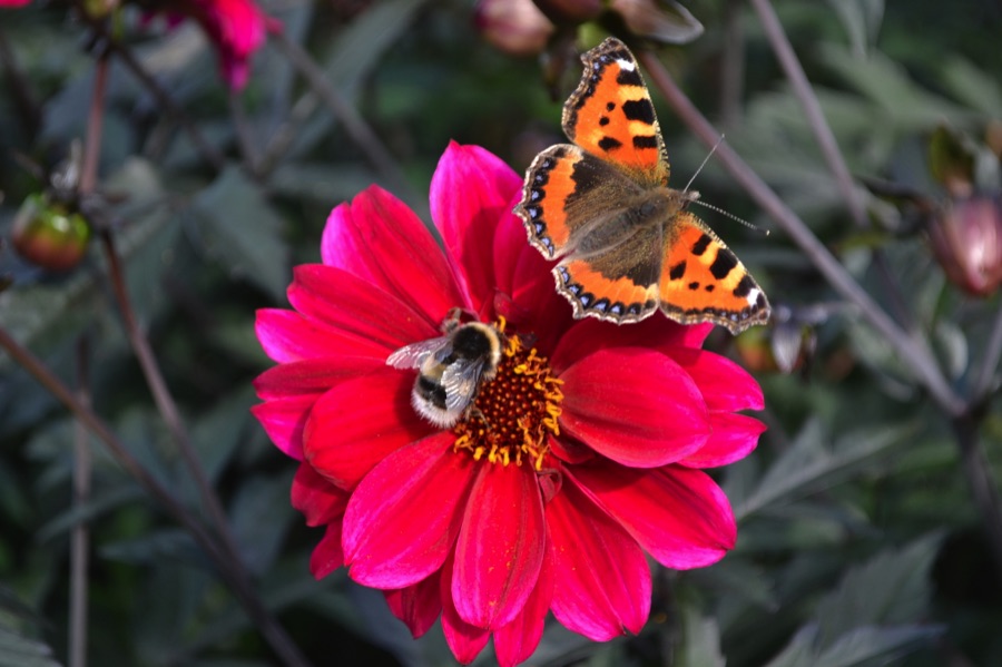 Butterfly and bee on pink flower